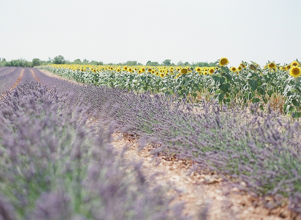 Lavender and sunflower fields in Valensole France