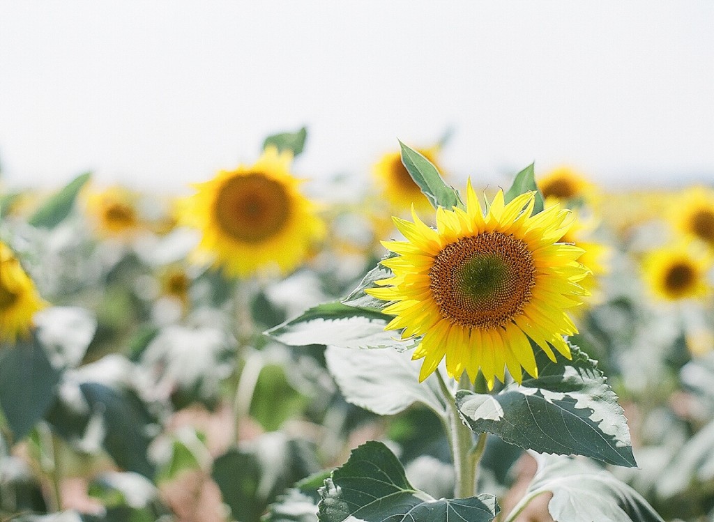 Sunflower fields in valensole france