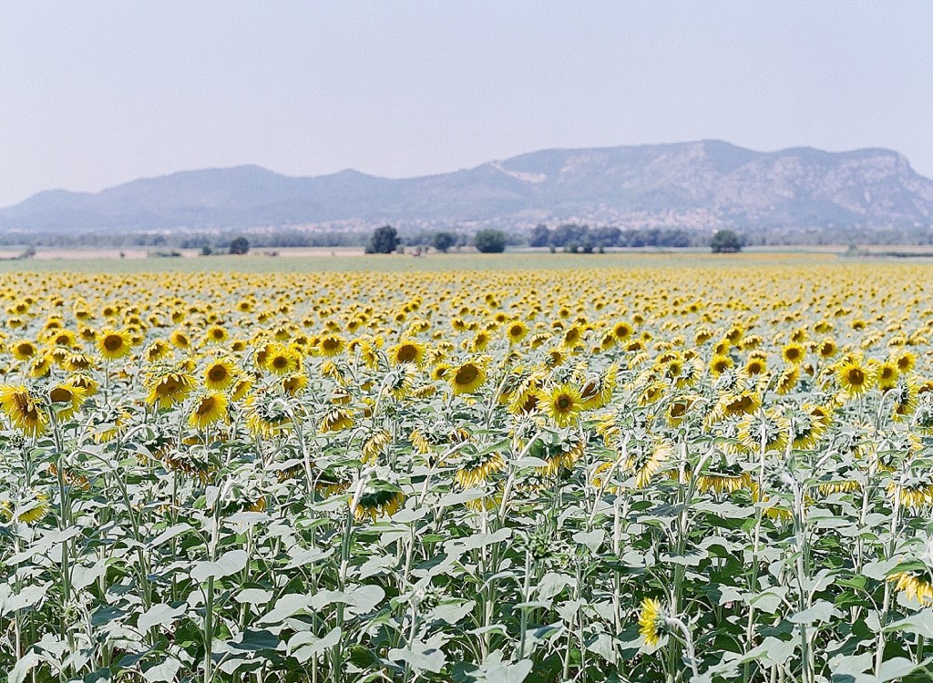 Sunflower fields in France