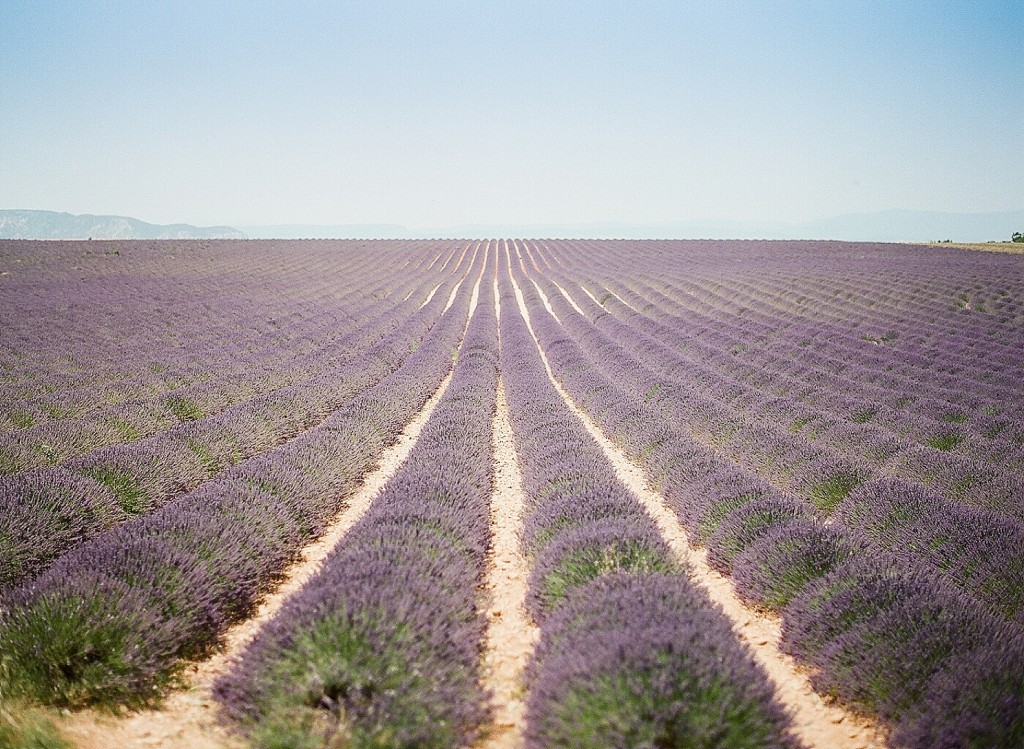 Lavender fields in Provence Rance