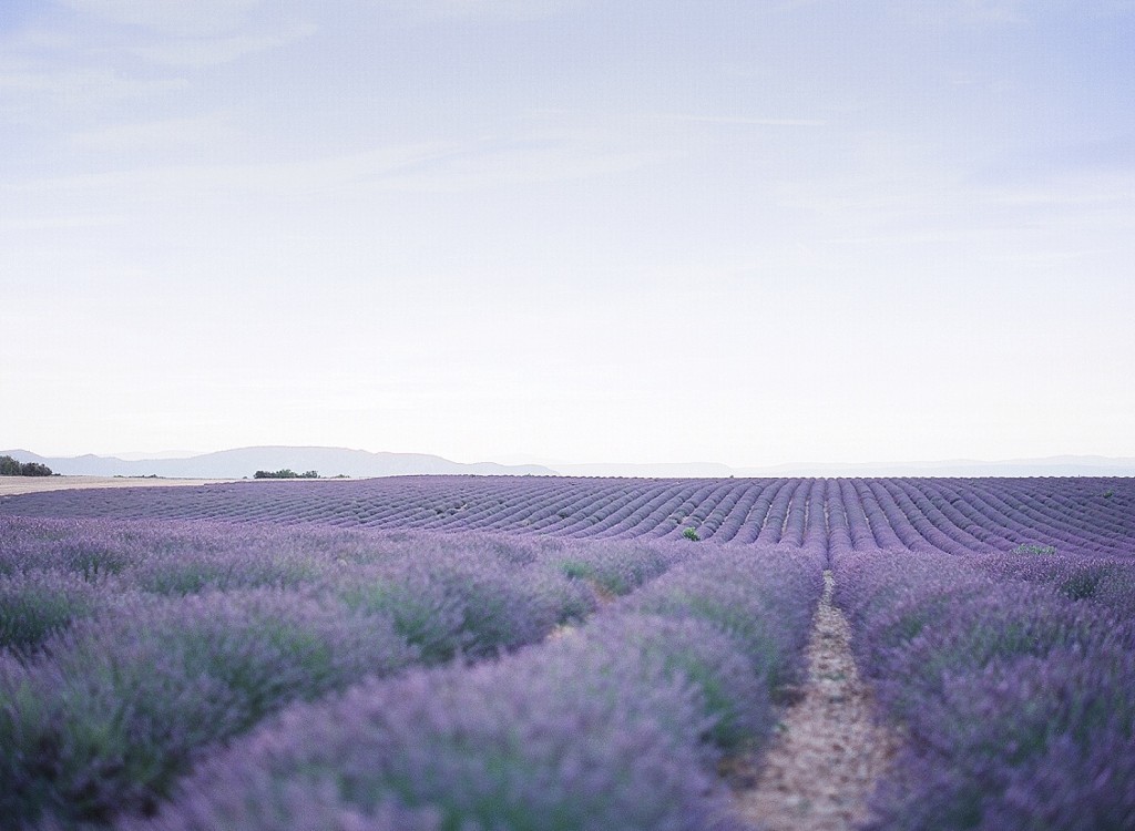 Lavender fields in Valensole France