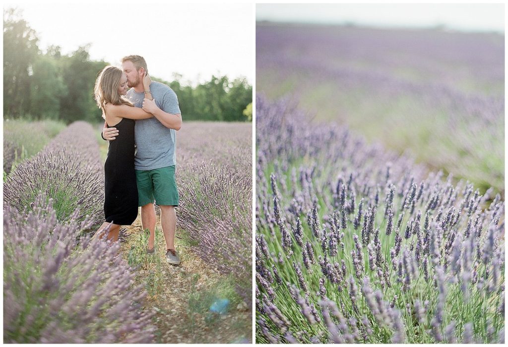 Lavender fields in Provence 