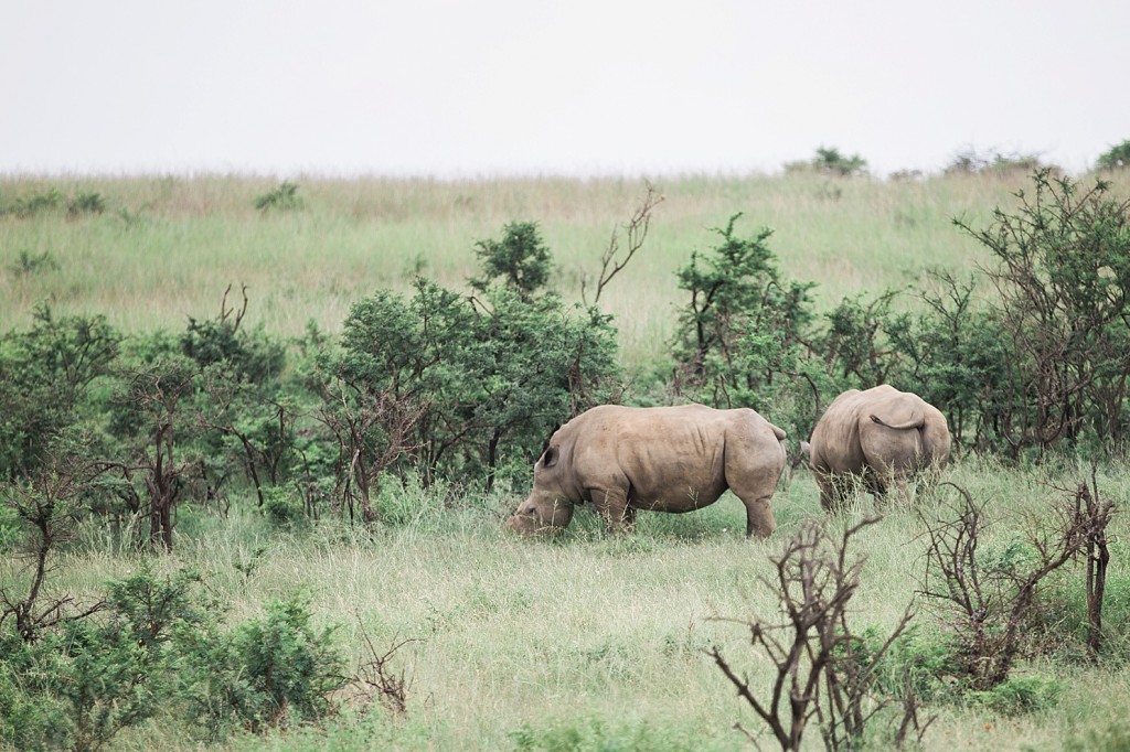 Rhino at Nambiti Game reserve