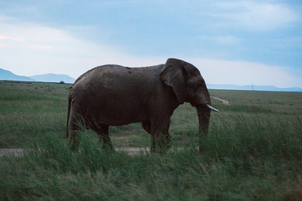 Elephant at dusk