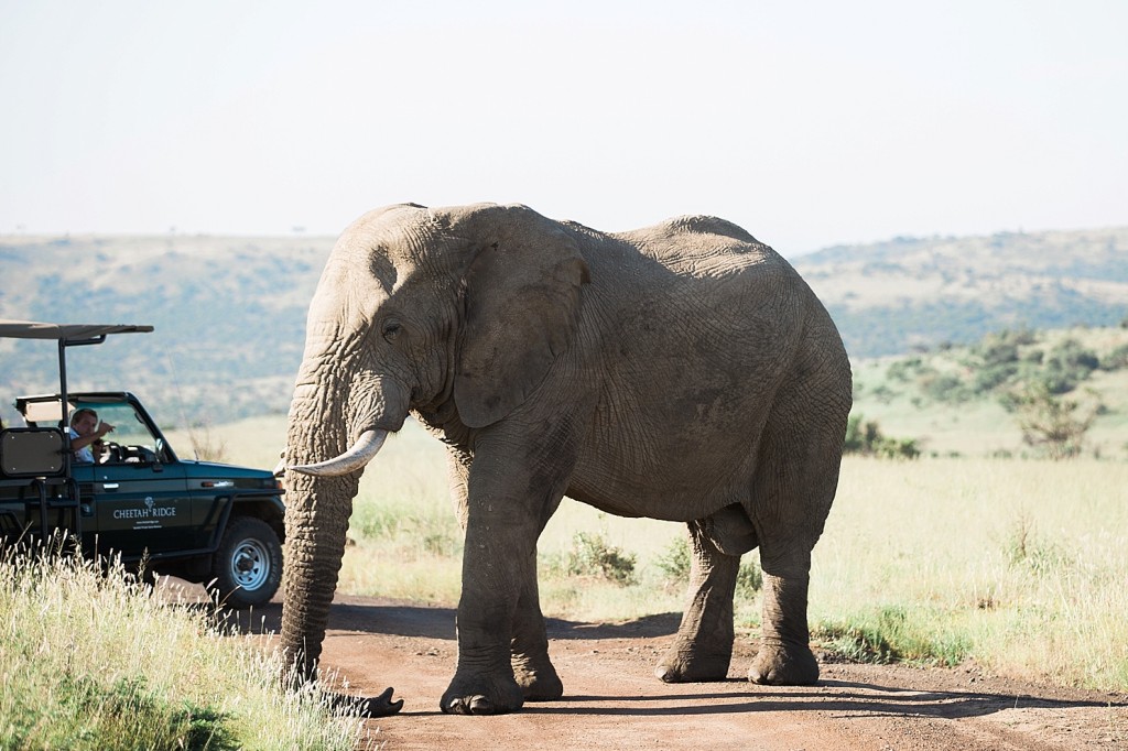How close do you get to animals on safari?