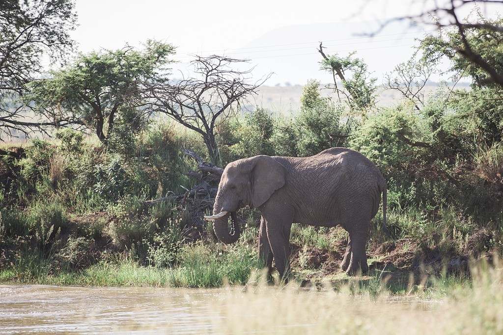 Elephants at Nambiti Game Reserve