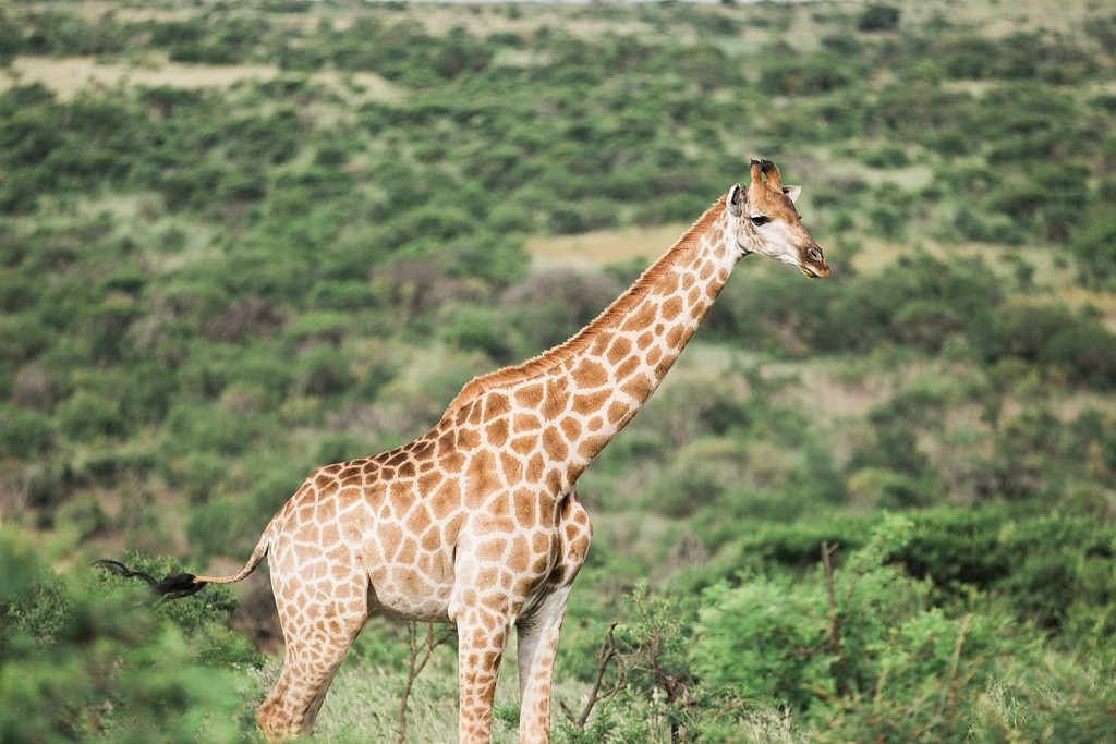 Giraffes at Nambiti Game Reserve