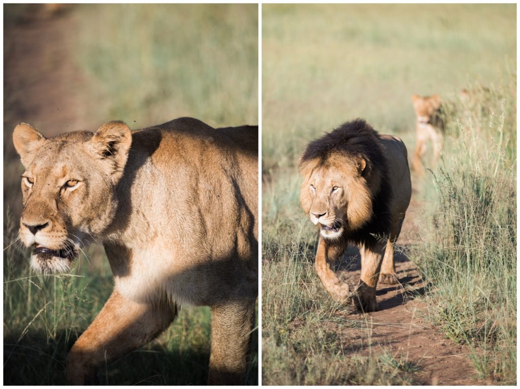Lions at Nambiti Game Reserve