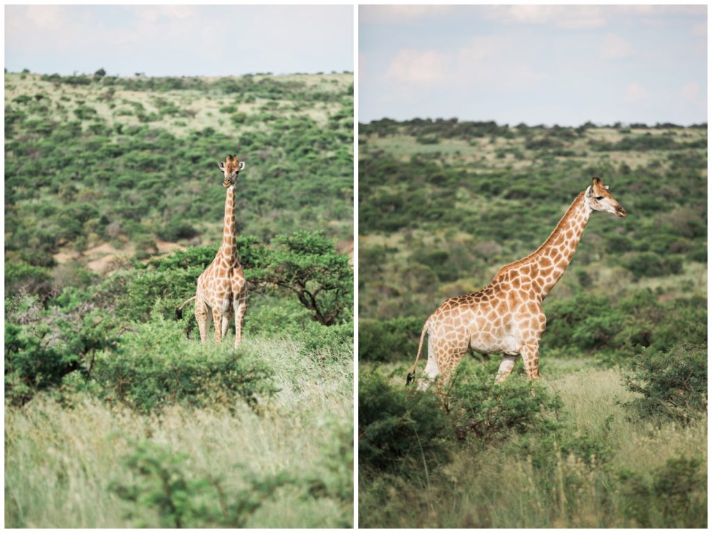 Giraffes at Nambiti Game Reserve