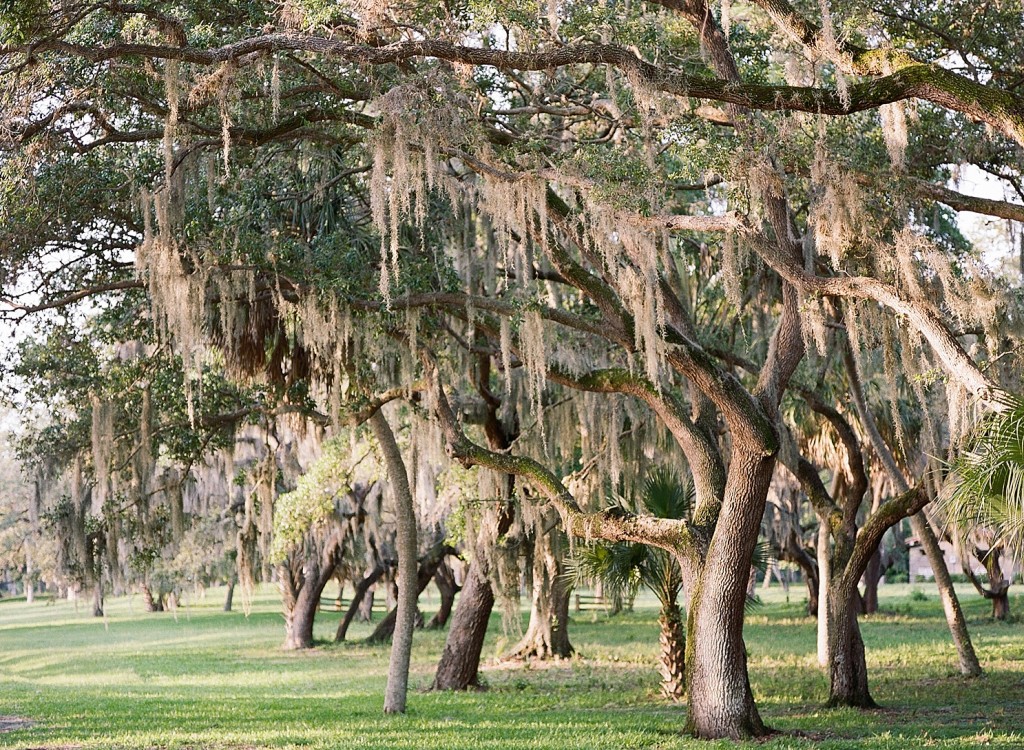 canopy trees in Tampa Bay