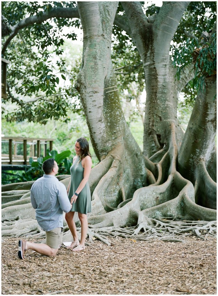 Proposal at Marie Selby Gardens || The Ganeys