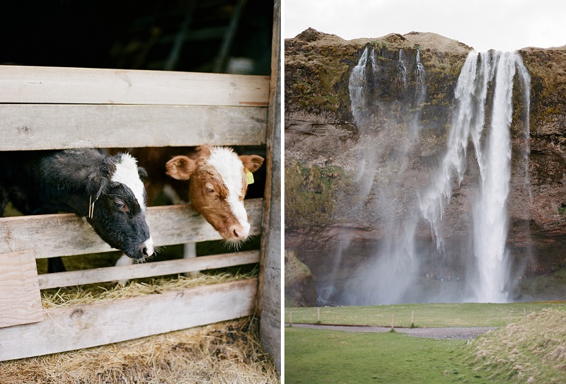 Cows in Iceland