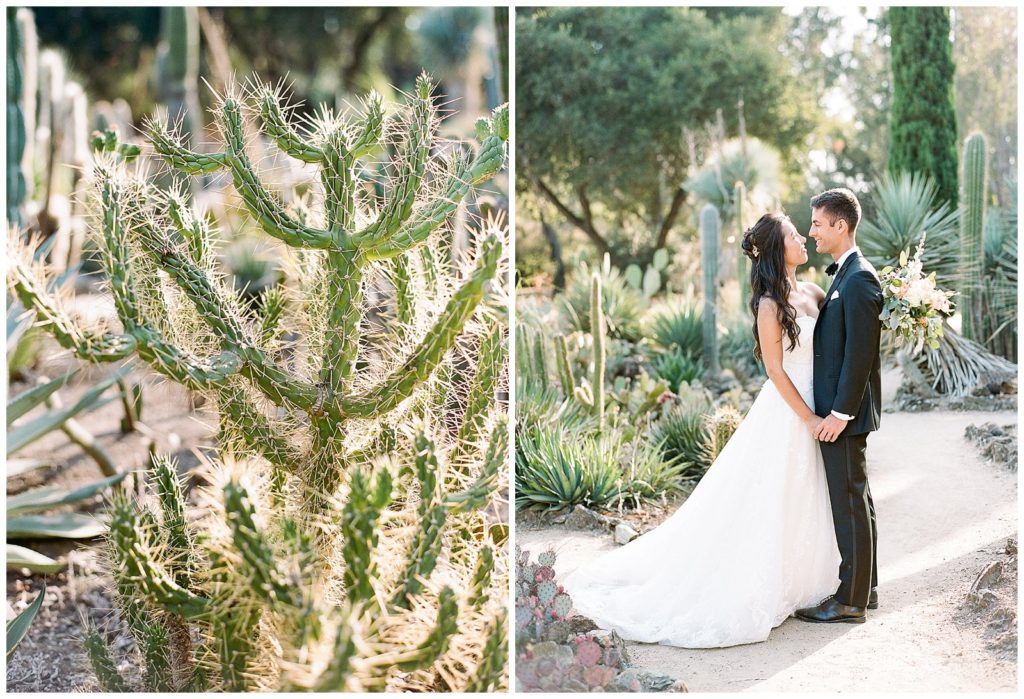 Engagement photos at Arizona Cactus Garden in Palo Alto