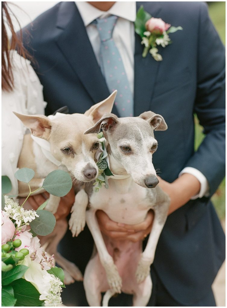 dogs in wedding photos