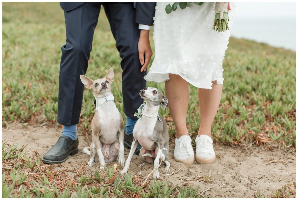 two dogs on wedding day