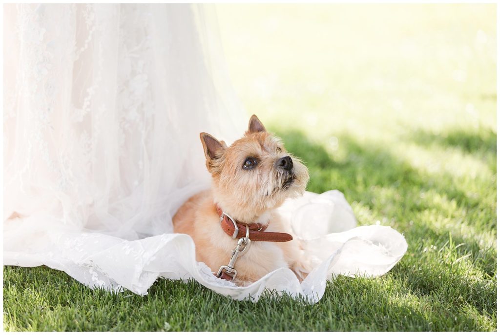 must have photos with your dog at your wedding