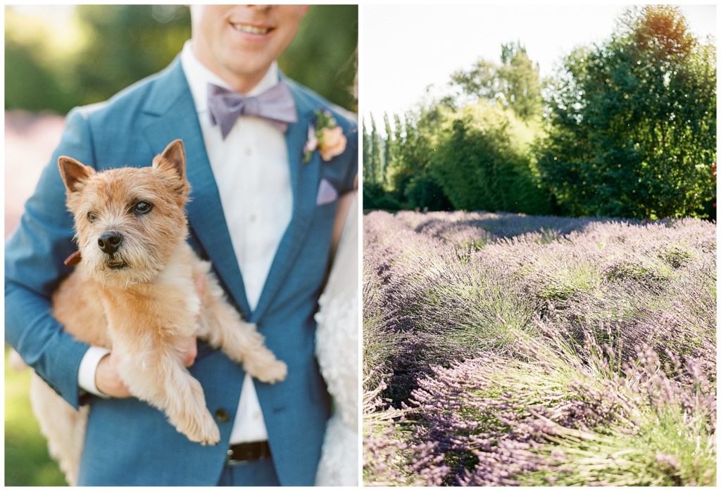 incorporating your dog into your wedding day