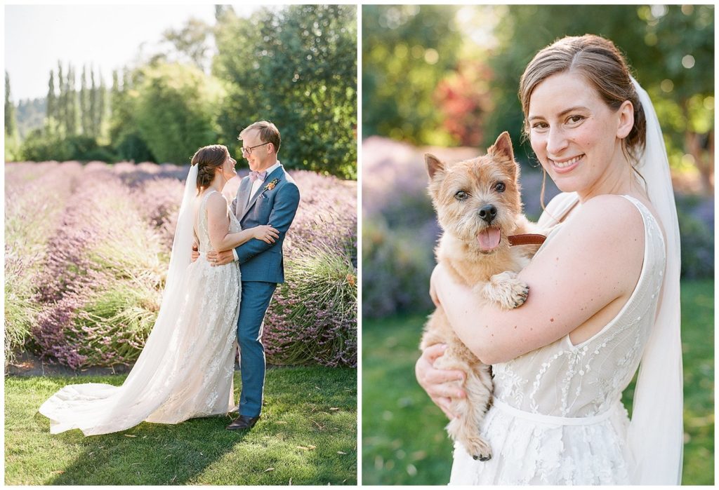 bride with Norwich terrier on wedding day at lavender field