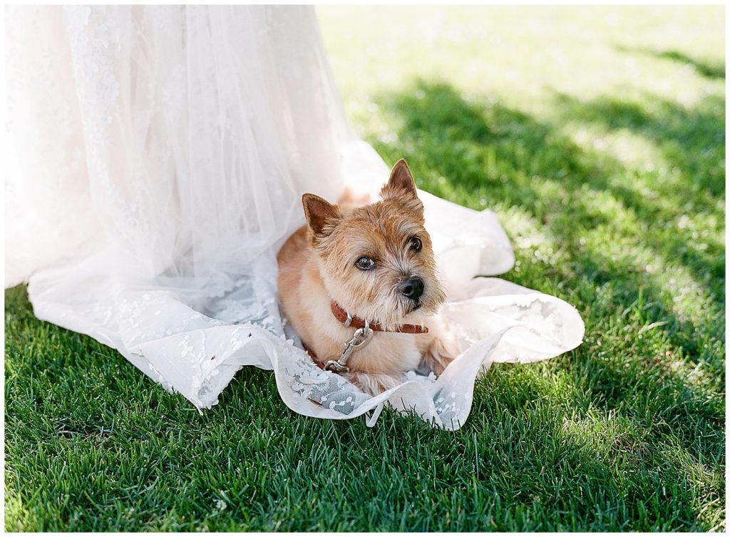 Norwich terrier on bride's dress