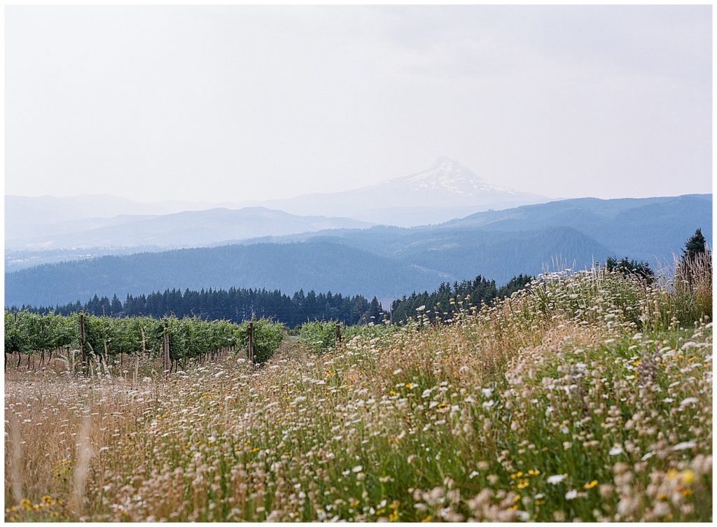 view of mount hood from gorge crest vineyards